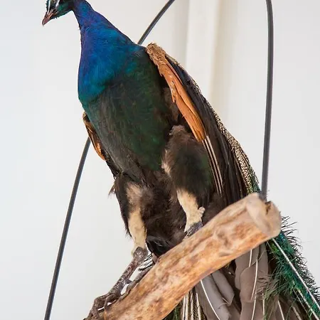 De Verloren Sinjoor לינה וארוחת בוקר 4*