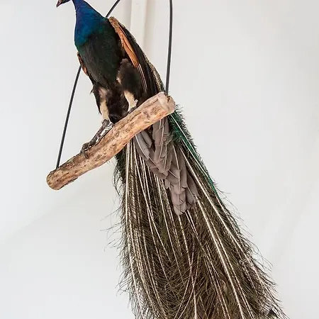 De Verloren Sinjoor 4* Bladel