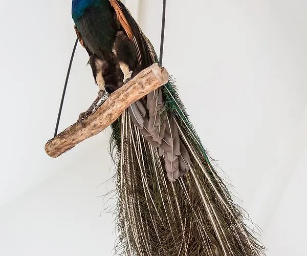 De Verloren Sinjoor 4* Bladel