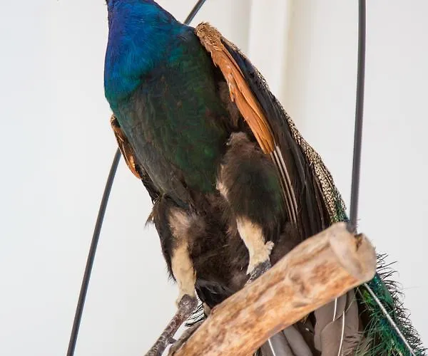 De Verloren Sinjoor Frühstückspension 4*